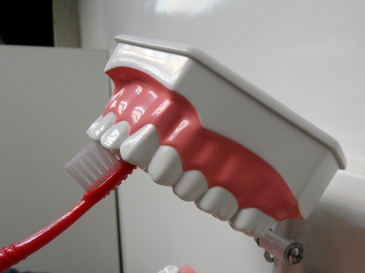將牙刷伸直放於門牙裏面，利用牙刷前端毛頭，清潔上、下排每一顆門牙。
